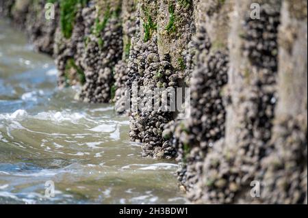 Gruppen von lebenden Muscheln Muscheln Muscheln Muscheln, die bei Ebbe auf Holzstangen in der Nordsee, Zoutelande, Zeeland, Niederlande wachsen Stockfoto