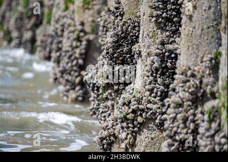 Gruppen von lebenden Muscheln Muscheln Muscheln Muscheln, die bei Ebbe auf Holzstangen in der Nordsee, Zoutelande, Zeeland, Niederlande wachsen Stockfoto