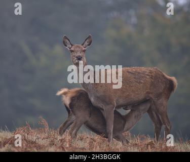 Rothirsch Hinterhand füttert ihr Kalb. Stockfoto