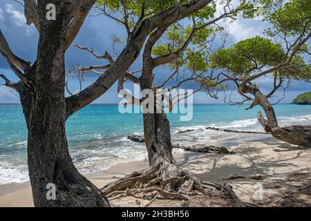 Weißer Sandstrand mit gedrehten Wacholderbäumen auf der Insel Bequia, die zur Nation von Saint Vincent und den Grenadinen in der Karibik gehört Stockfoto