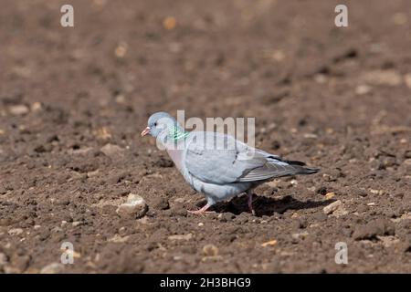 Stocktaube (Columba oenas), die im Frühjahr auf dem Feld Futter sucht, um Samen auf Ackerland zu fressen Stockfoto