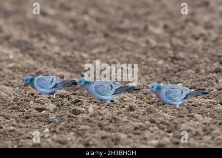 Drei Tauben (Columba oenas), die auf dem Feld suchen, um Samen auf Ackerland im Frühjahr zu essen Stockfoto