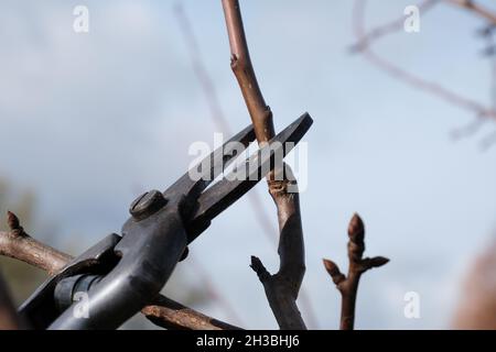 Eine Frau mit Gartenschere schneidet überschüssige Äste von einem Apfelbaum ab. Stockfoto