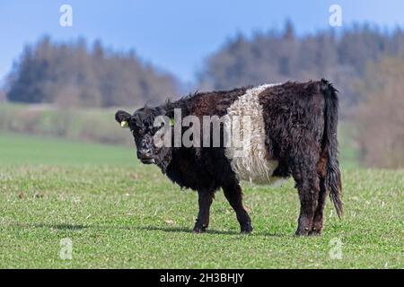 Belted Galloway / Sheeted Galloway / Beltie / White-Whites Galloway, traditionelle schottische Rasse von Rindern, Kuh Weide / Feld Stockfoto