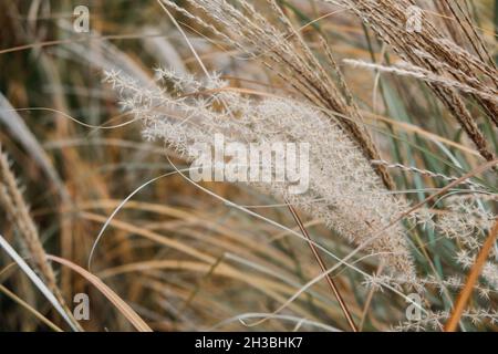 Dekorative Gras Miscanthus Pflanzen. Getrocknete Rispe Gras Textur Hintergrund. Weiches beigefarbenes getrocknetes Wiesengras. Abstrakt, natürlich, minimalistisch, Trend, stylisch Stockfoto