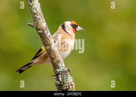 Goldfinch (Carduelis carduelis) in einem Baum, Großbritannien Stockfoto