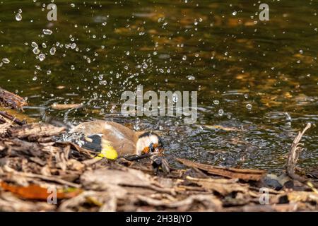 Goldfinch (Carduelis carduelis), ein Vogel, der in einem Gartenteich baden muss, Großbritannien Stockfoto