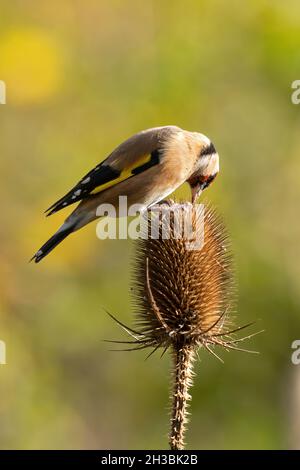 Goldfink (Carduelis carduelis), der auf einem Teelöffel Samen füttert, Großbritannien Stockfoto