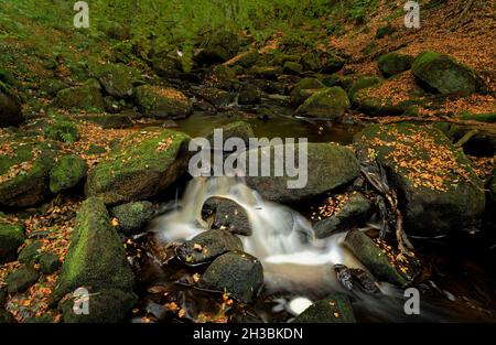 Sanft kaskadierenden Bach über Felsen im Herbst Wald Padley Gorge Derbyshire UK Stockfoto