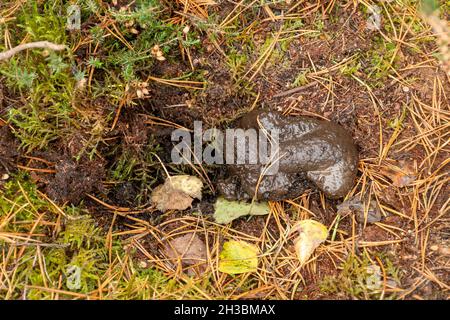 Dachs-Latrine in einem Kratzer im Boden (Meles meles), Großbritannien Stockfoto