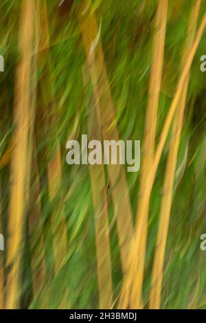 Bambus im Wind, verschwommene Bewegung, Oregon Stockfoto