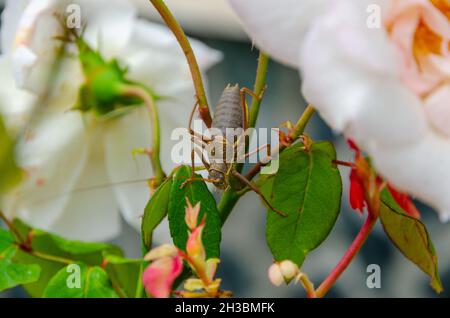 Grasshopper auf einer Rosenblume. Stockfoto