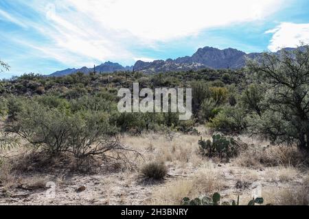 Wandern im Catalina State Park, Arizona.x Stockfoto