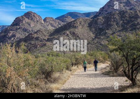 Wandern im Catalina State Park, Arizona.x Stockfoto