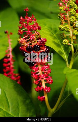 Fruchtstand eines Pokeweed. Stockfoto