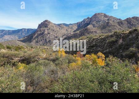 Wandern im Catalina State Park, Arizona.x Stockfoto