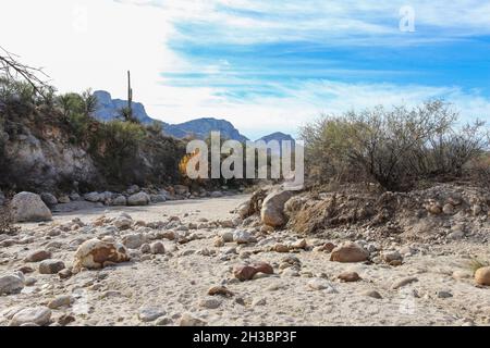 Wandern im Catalina State Park, Arizona.x Stockfoto