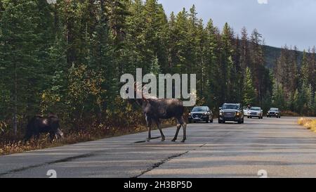 Touristen in Autos auf der Maligne Lake Road beobachten im Herbst große männliche Elche mit riesigen Geweihen auf der Straße in den Rocky Mountains mit Bäumen. Stockfoto