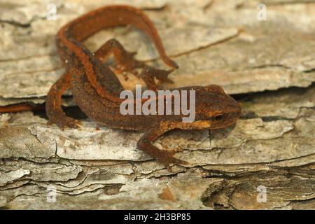 Closeudon ein terrestria juvenile gemeine Palmatenmolch, Lissotriton helveticus Stockfoto