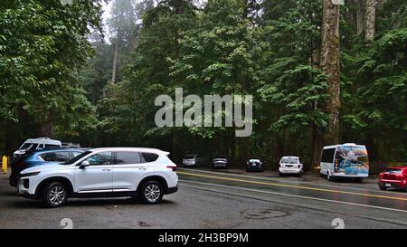 An regnerischen Tagen mit großen Bäumen parken Autos am Straßenrand in Cathedral Grove, Vancouver Island. Konzentrieren Sie sich auf das weiße Auto. Stockfoto