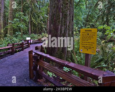 Gelbes Schild am Ausgangspunkt von Cathedral Grove, Vancouver Island, warnt davor, bei starkem Wind in den Wald einzudringen. Konzentrieren Sie sich auf das Zeichen. Stockfoto