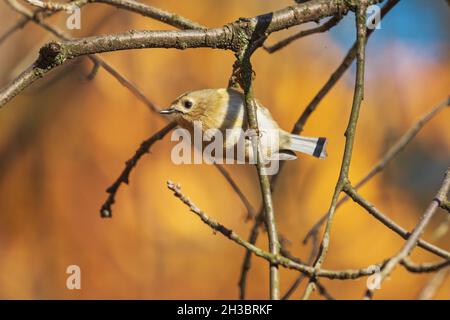 Schöner Königlicher Vogel im herbstlichen gelben Wald Stockfoto