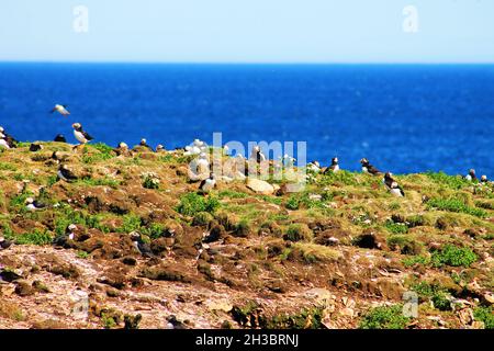 Atlantischer Papageientaucher auf einer Insel, Elliston, Neufundland Stockfoto