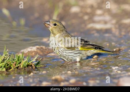 Europäischer Grünfink (Carduelis chloris), Seitenansicht eines Jugendlichen Trinkens in einem Pool, Abruzzen, Italien Stockfoto