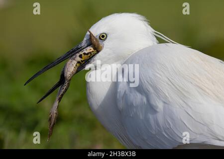 Kleiner Reiher (Egretta garzetta), Nahaufnahme eines Erwachsenen, der einen Frosch isst, Kampanien, Italien Stockfoto