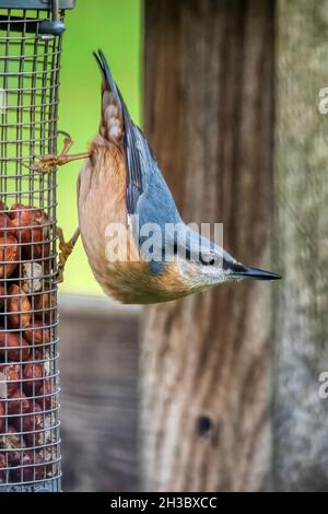 Ein Nuthatch, Sitta europaea, klammert sich kopfüber an einen Gartenvogelfutterhäuschen, um die Erdnüsse zu essen. Stockfoto