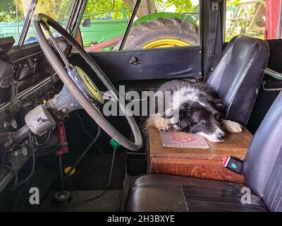 Der ältere Border Collie sitzt auf dem Vordersitz von Land Rover, Fallston, MD Stockfoto