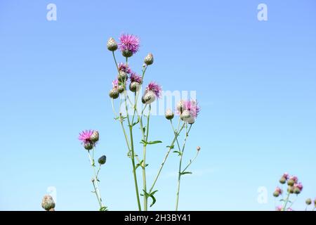 Thistle blüht am blauen Himmel. Wildfeldpflanzen aus der Nähe. Stockfoto