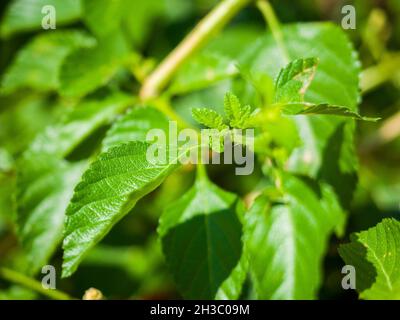 Grün wachsende Blätter von gemeiner lantana Stockfoto