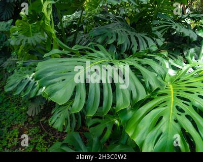 Die Schweizer Käsepflanze (Monstera deliciosa) im Garten ist eine Pflanze mit vielen Löchern in den Blättern Stockfoto