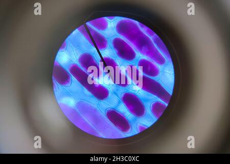 Detailansicht der Zellen einer roten Zwiebel aus dem Mikroskop. Biologieexperiment. Stockfoto