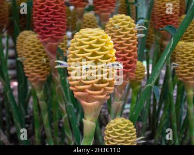 Awapuhi Kwokn als Bitter Ginger, Shampoo Ginger und Pinecone Ginger (Zingiber zerumbet) in einem riesigen Garten in Medellin, Kolumbien Stockfoto