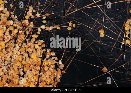 Gelb gestürzte Blätter auf der Wasseroberfläche. Stockfoto