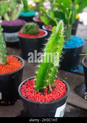 Nachtblühender Cereus bekannt als Stacheldraht-Kaktus, Schwert-Birne, Dildo-Kaktus, Triangle Cactus und Órgano-Alado de Pitaya (Acanthocereus tetragonus) in Stockfoto