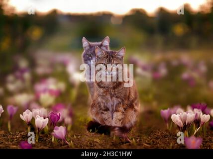 Zwei niedliche gestreifte Katzen spazieren im Frühlingsgarten zwischen den Blüten der purpurnen Krokusse Stockfoto
