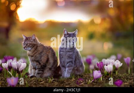 Zwei niedliche gestreifte Katzen spazieren im Frühlingsgarten zwischen den Blüten der purpurnen Krokusse Stockfoto