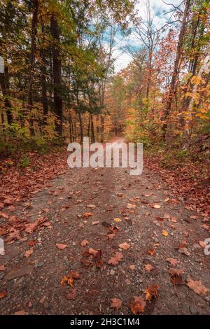 Herbstlaub im Oktober in Massachusetts mit Blättern auf der Straße während Herbstfarben durch den Wald Stockfoto