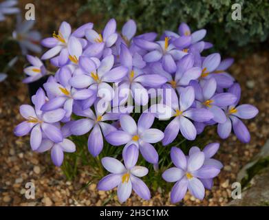 Nahaufnahme der Krokus-goulimyi-Blüten. Stockfoto