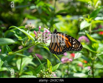 Monarch Butterfly (Danaus plexippus) Fütterung auf einer rosa Blumen nennt ägyptischen Sternhaufen (Pentas lanceolata) in einem Garten in Medellin, Kolumbien Stockfoto