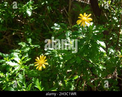 Gelbe Blumen bekannt als African Bush Daisy oder Bull's-Eye (Euryops Chrysanthemoides) in einem Garten an einem sonnigen Tag Stockfoto
