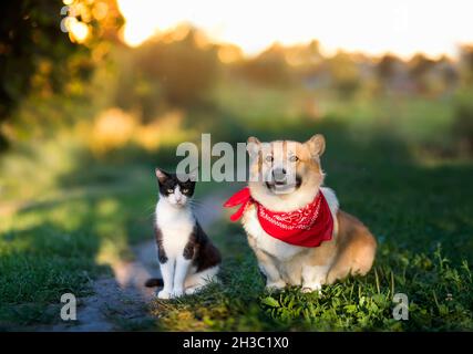 Flauschige Freunde Hund Corgi und Katze zu Fuß im Sommer sonnigen Garten Stockfoto