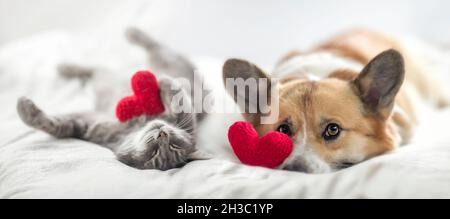 Niedliche Katze und Corgi-Hund liegen auf einem weißen Bett, umgeben von gestrickten roten Herzen Stockfoto