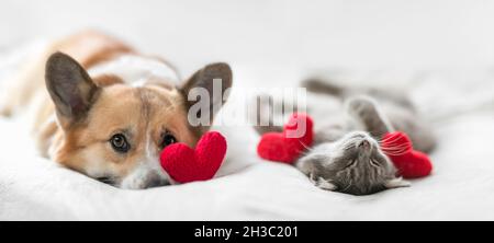 Lustige Freunde niedliche Katze und Corgi Hund liegen auf einem weißen Bett zusammen umgeben von gestrickten roten Herzen Stockfoto