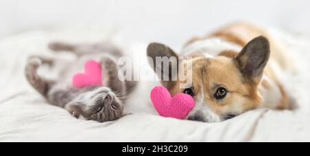 Niedliche Katze und Corgi-Hund liegen auf einem weißen Bett, umgeben von gestrickten rosa Herzen Stockfoto