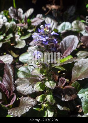 Bugle bekannt als Bugleherb, Bugleweed, ist Carpetweed (Ajuga reptans) eine Pflanze mit violetten Blumen in einem sonnigen Garten Stockfoto