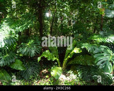 Schweizer Käsepflanze (Monstera deliciosa) im Garten mit anderen Bäumen und Pflanzen Stockfoto